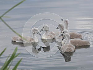 Signets on River - together in a group