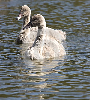 Signets on the water