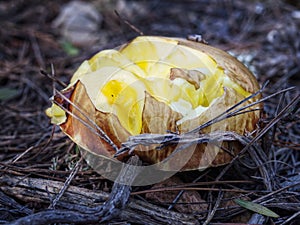 Significant cracks in the hat pored mushroom