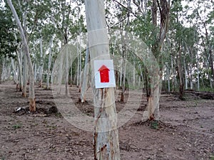 Signposts pointing the way in the eucalyptus garden