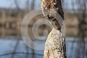 Signs of beaver activities by waters edge