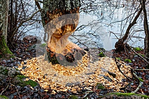 Signs of beaver activities by waters edge. Chewed tree with lots of wood chips.