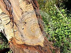 Signs of beaver activity along the River Otter, Otterton, Devon