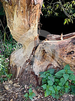 Signs of beaver activity along the River Otter, Otterton, Devon