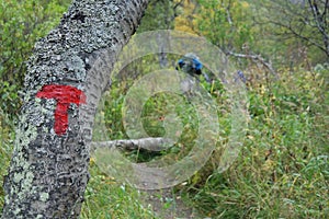 Signs of the Norwegian Trekking Association on a three.