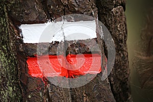 Signs painted on a trunk marking the hiking trails