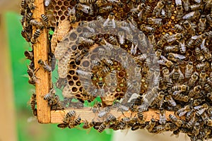 Signs of Roaring Bees. The birth of a new queen of bees.