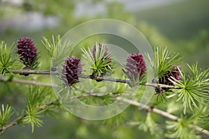 Signs of spring. Blooming chic=shki on larch in early spring. gymnosperms conifers
