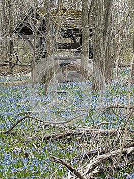 Signs of Spring with little blue flowers