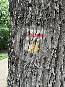 Signs on the trunk of a tree for tourists