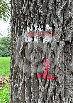 Signs on the trunk of a tree for tourists