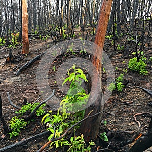 Signs of a wildfire and regrowth in the forest