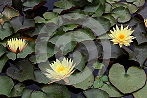 Siheung lotus theme park