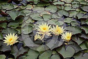 Siheung lotus theme park