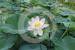 Siheung lotus theme park