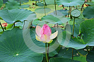 Siheung lotus theme park