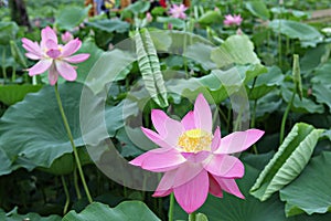 Siheung lotus theme park