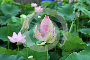 Siheung lotus theme park