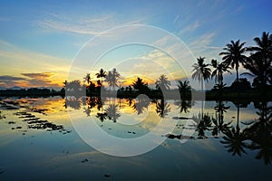 Sihlouette of coconut tree during sunrise