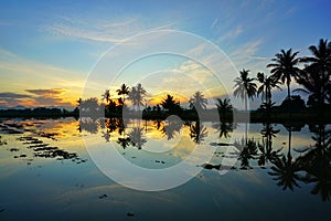 Sihlouette of coconut tree during sunrise photo