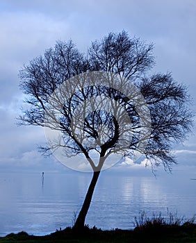 Sihlouette of a tree by a lake at dusk photo