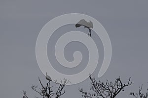 Sihouette of herons on a tree