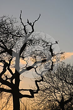 Sihouette of tree and birds in sunset colored sky