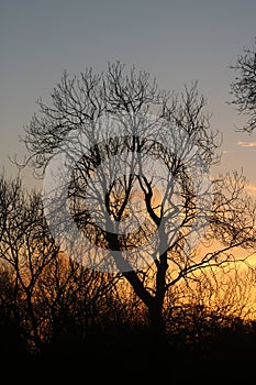 Sihouette of tree skeleton, sunset colored sky
