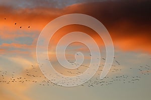 Sihouettes of birds against a sunset colored sky photo