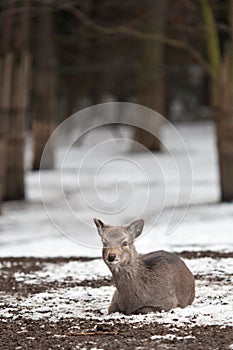 Sika deer