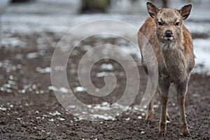 Sika deer