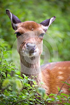 Sika deer photo