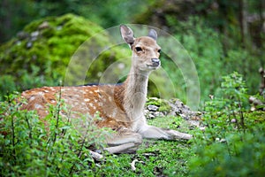 Sika deer