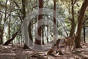 Sika Deer photo