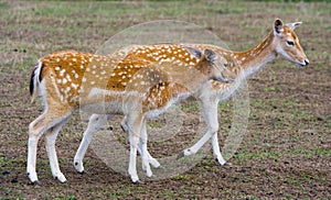 Sika deer