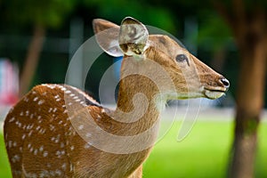 Sika Deer