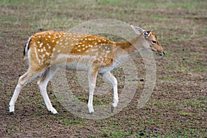 Sika deer