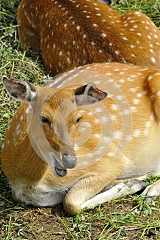 Sika deer