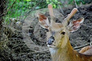 Sika deer also known as the spotted deer or the Japanese deer looking at the camera, copy space. Russian Far  East, Primorsky krai