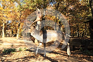 Sika deer in autumn forest photo