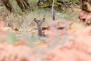 Sika Deer in beautiful British autumn woodland