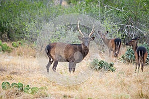 Sika Deer Buck