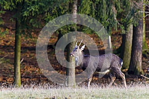 Sika deer - Cervus nippon