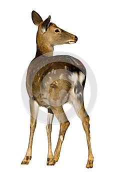 Sika Deer, Cervus nippon