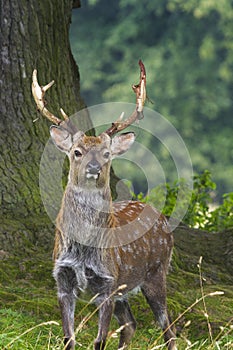 Sika Deer (Cervus nippon)