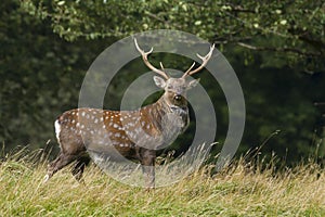 Sika Deer (Cervus nippon) photo