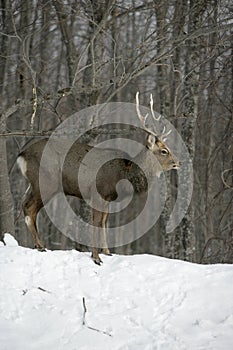 Sika deer, Cervus nippon,