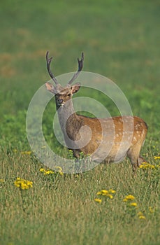 Sika deer, Cervus nippon