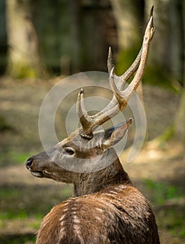 Sika deer Cervus nippon or japanese spotted deer male
