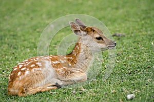 Sika Deer (Cervus nippon)  at Nara